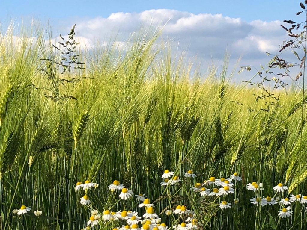 High grasses on a field with small white flowers