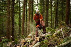 a man in a wlad with protective clothing stands on tree trunks and saws them with a chainsaw